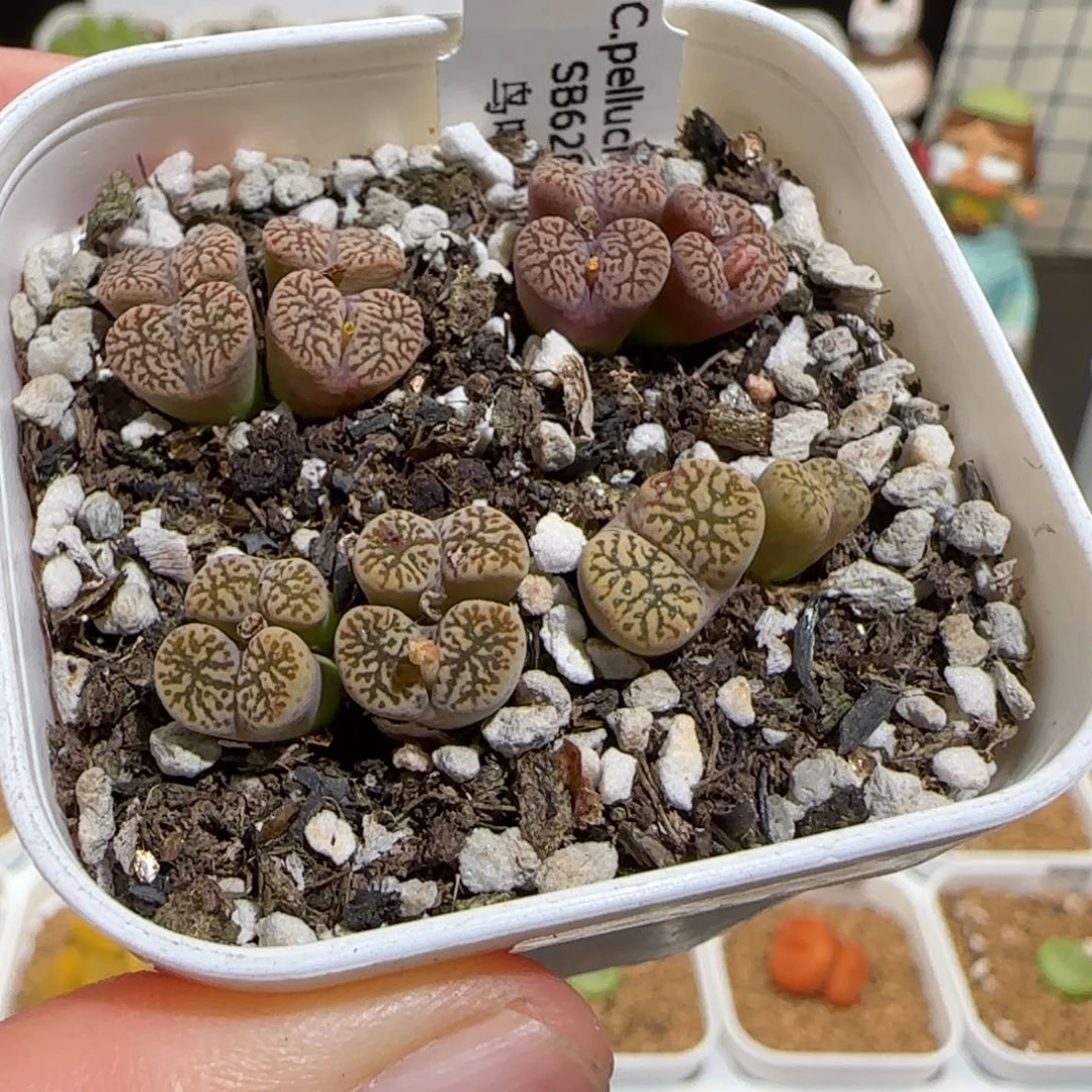 肉锥多肉植物组合-勋章一盆1407