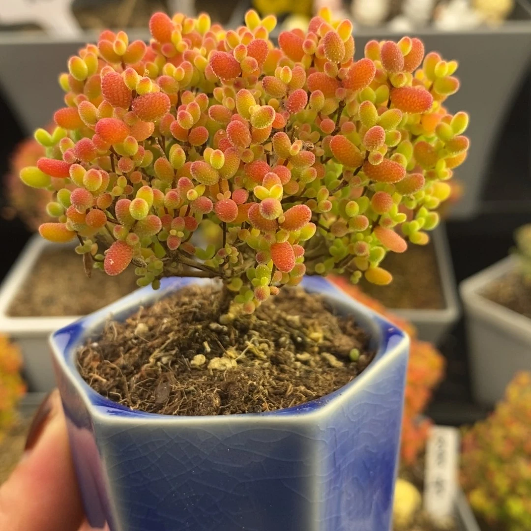 完全开放18号蜜橘糖球（6.5cm）