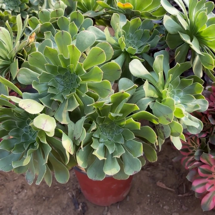 多肉植物法师原始绿2