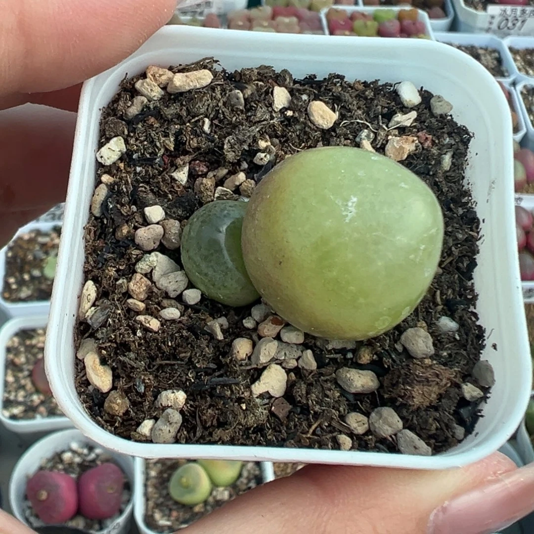 109双头灯泡带盆土发货