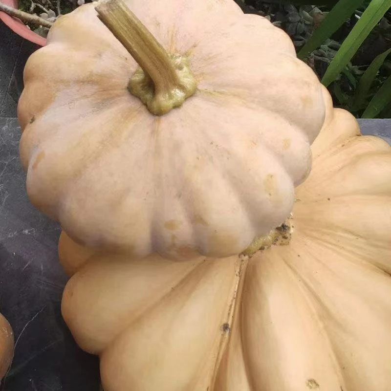 南瓜瓜、农产品、土特产、已直播间为准