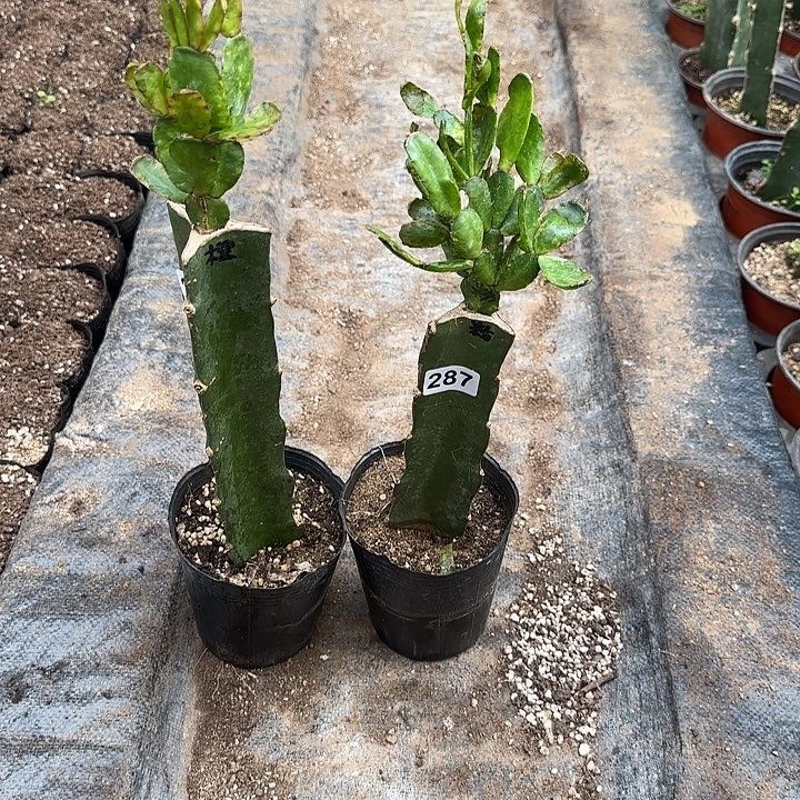 287+288嫁接蟹爪兰：粉色+橙色