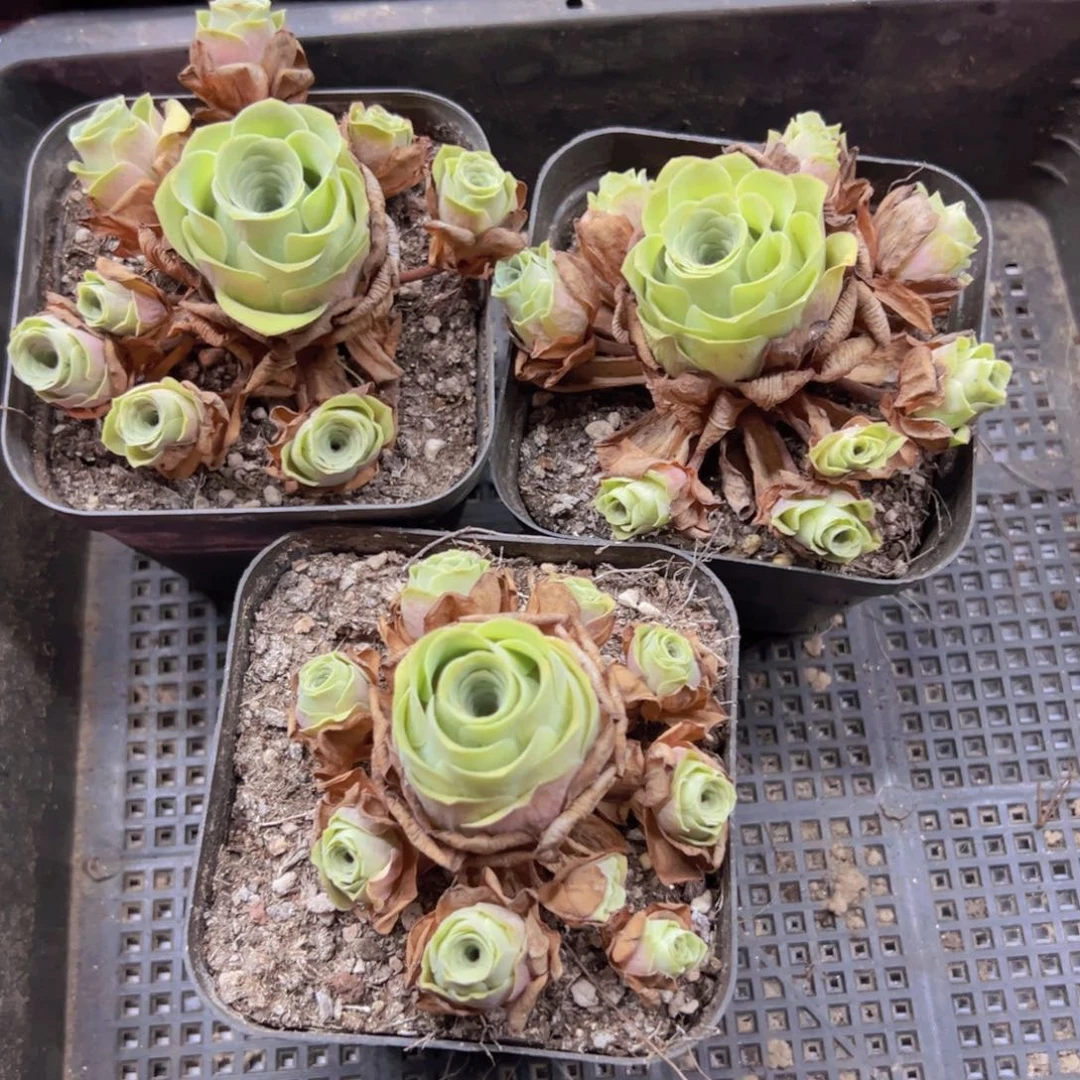 飘枝组合3颗侧牙掉了不包损无售后