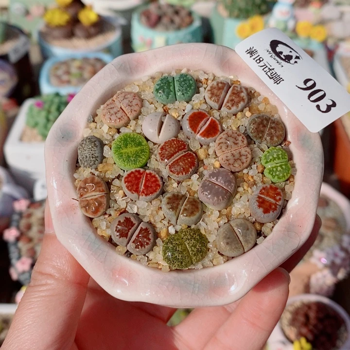 生石花花花花花花花903