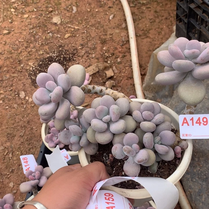 快***囚149 满28包邮脱土发货