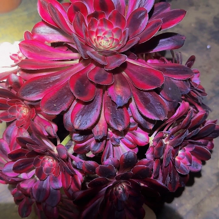 精品香奈儿捧花亏本福利