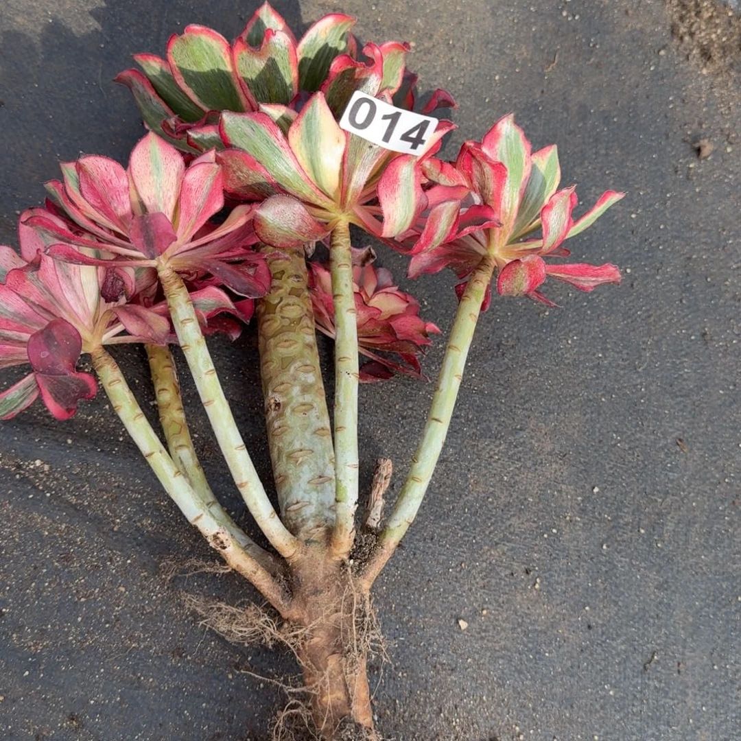 014多肉植物魅影有断枝干伤特价