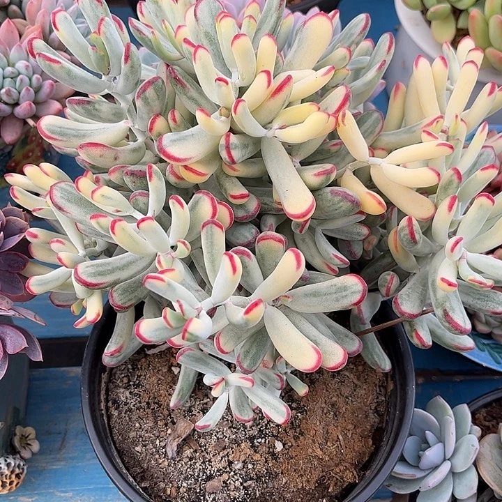 多肉植物一物一拍