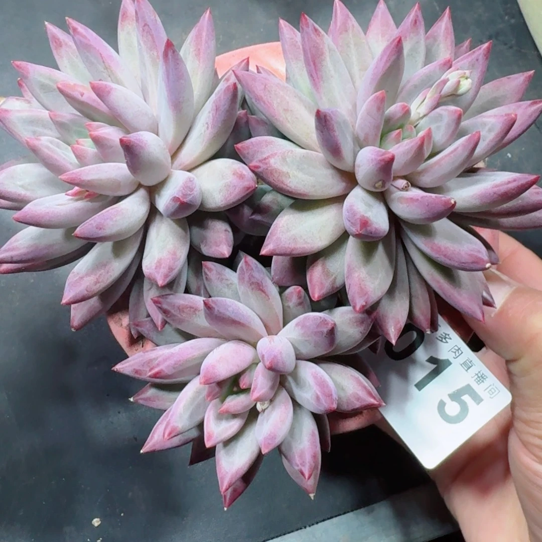 虞美人群生      愿你一路坦途，乘风破浪展宏图