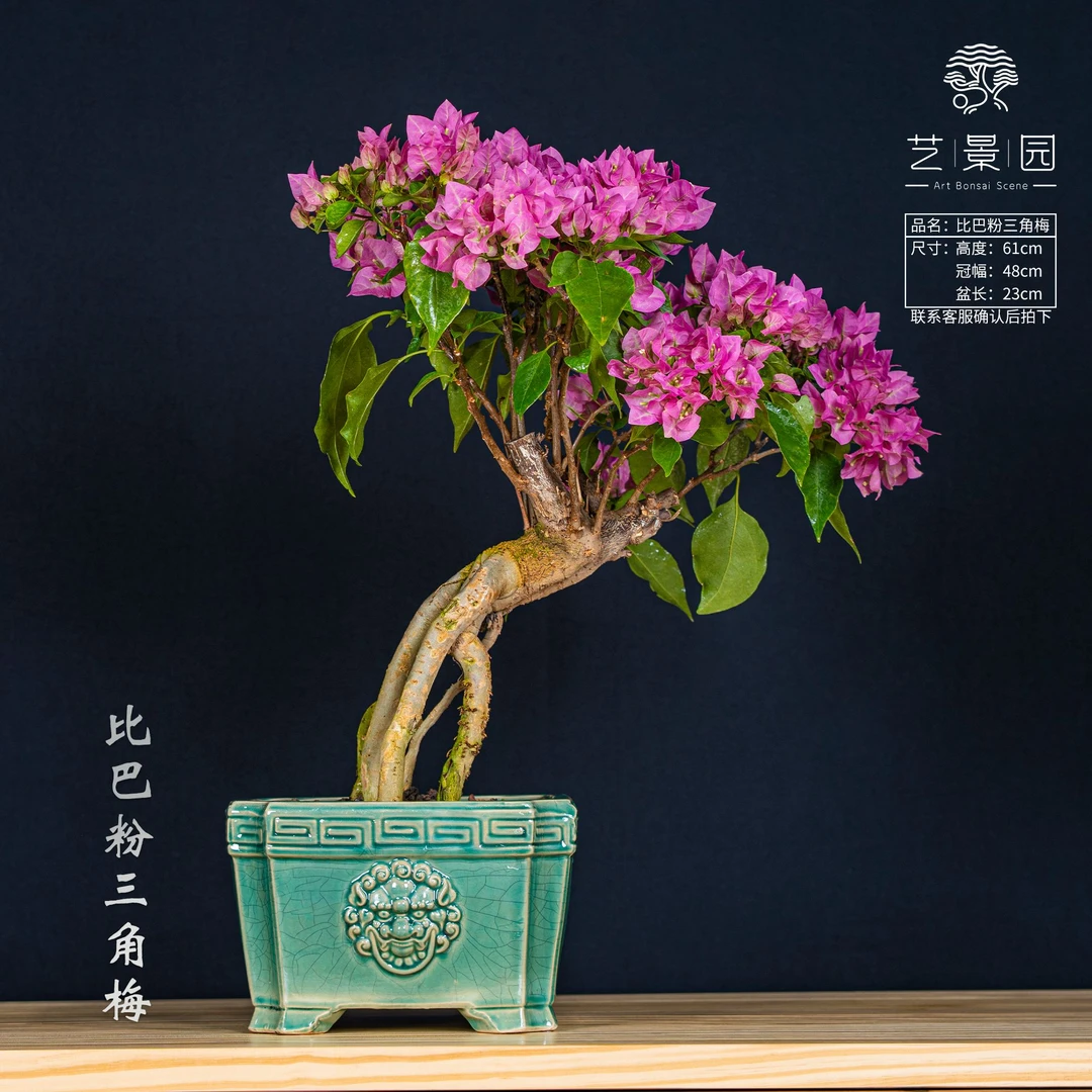 三角梅通用链接一物一拍 盆栽 截图为准s500【燕姐专用】