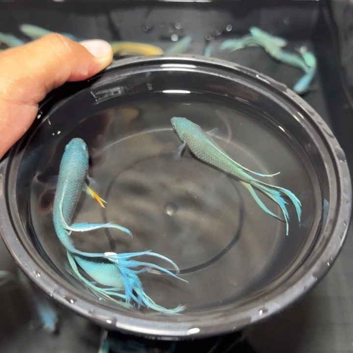 斗鱼直播间对图库存48