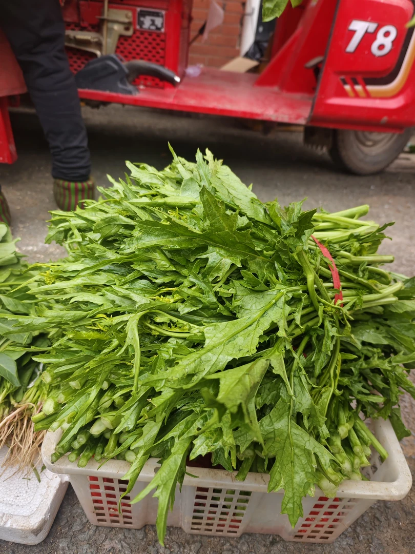 （农家青菜苔）贵州高山农家露天种植青菜苔