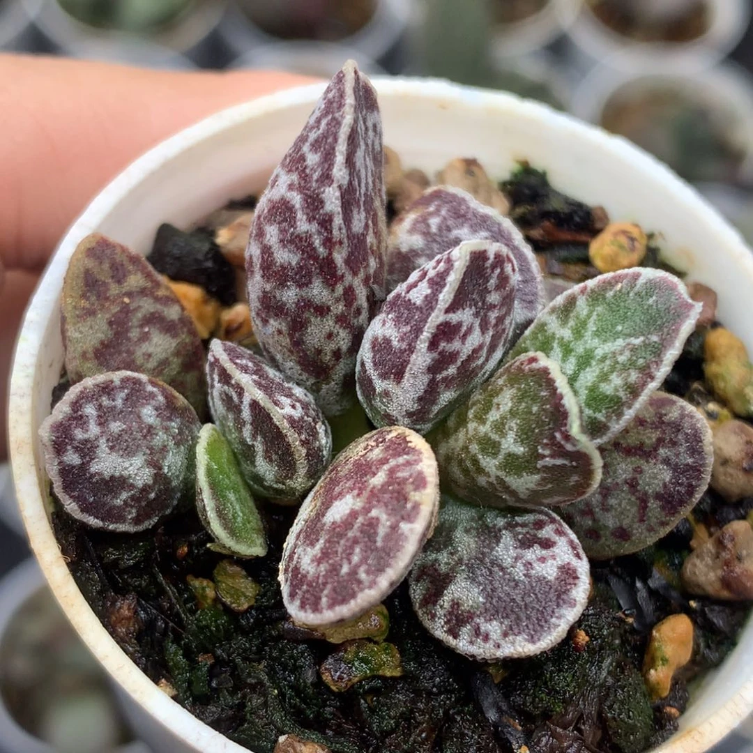 白马丁 不确定一物一拍