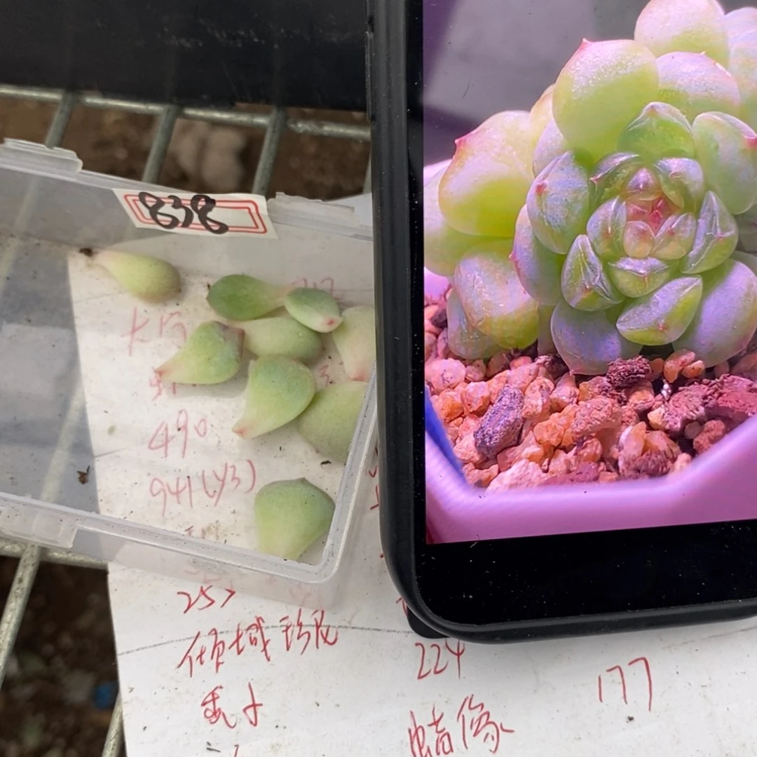 甜心838叶片一个