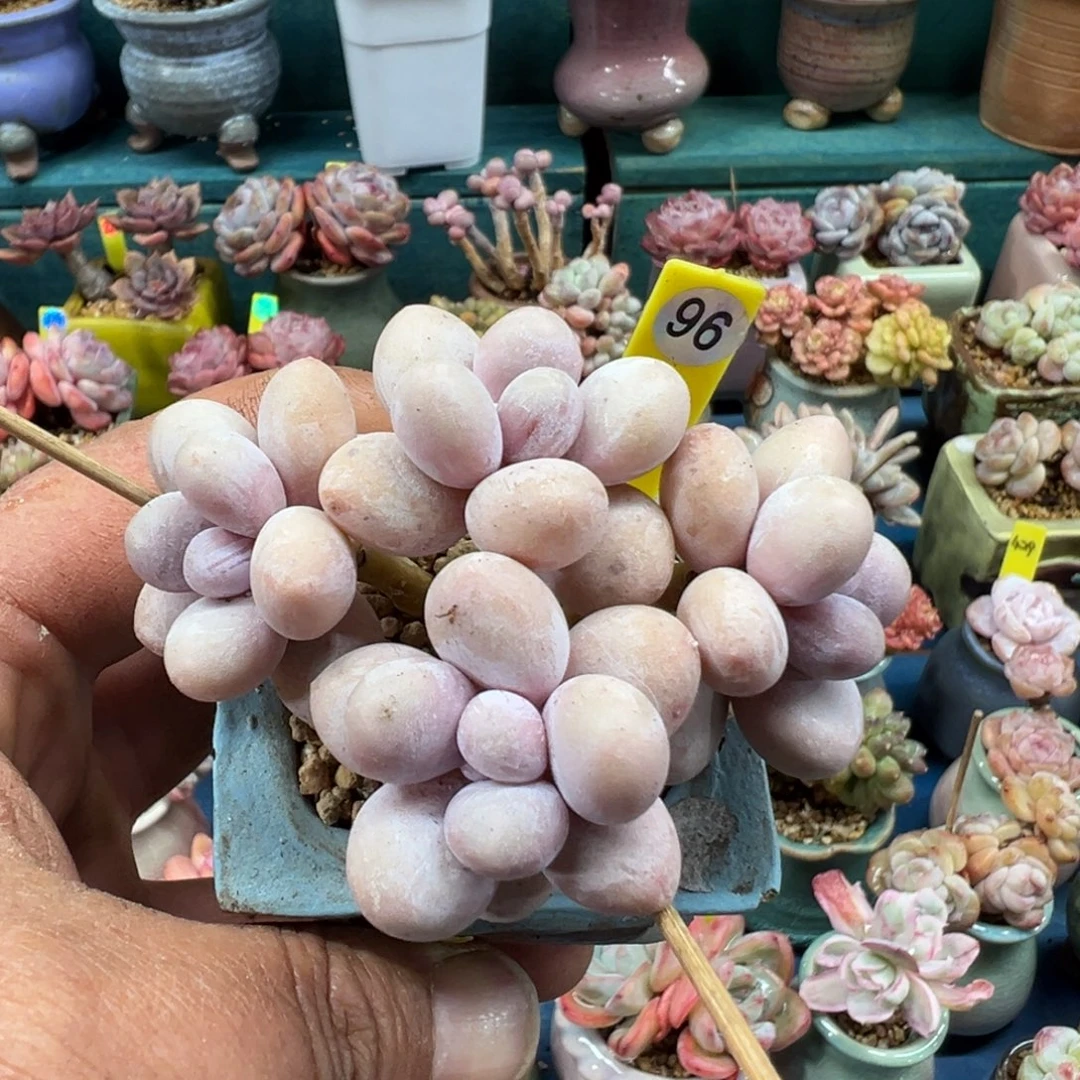 96号水光针奶不带盆