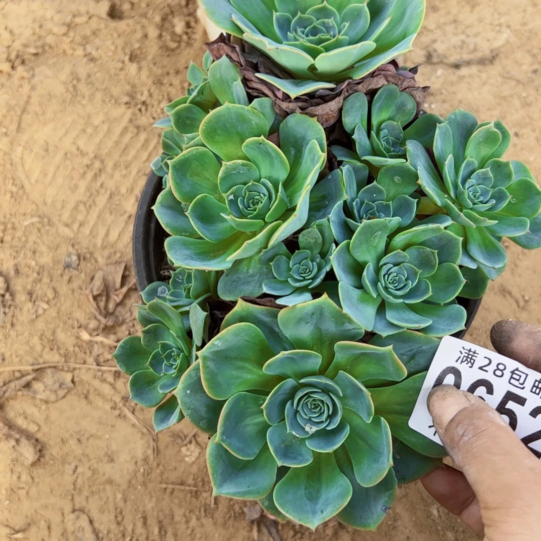 0652雨蝶多肉植物法师