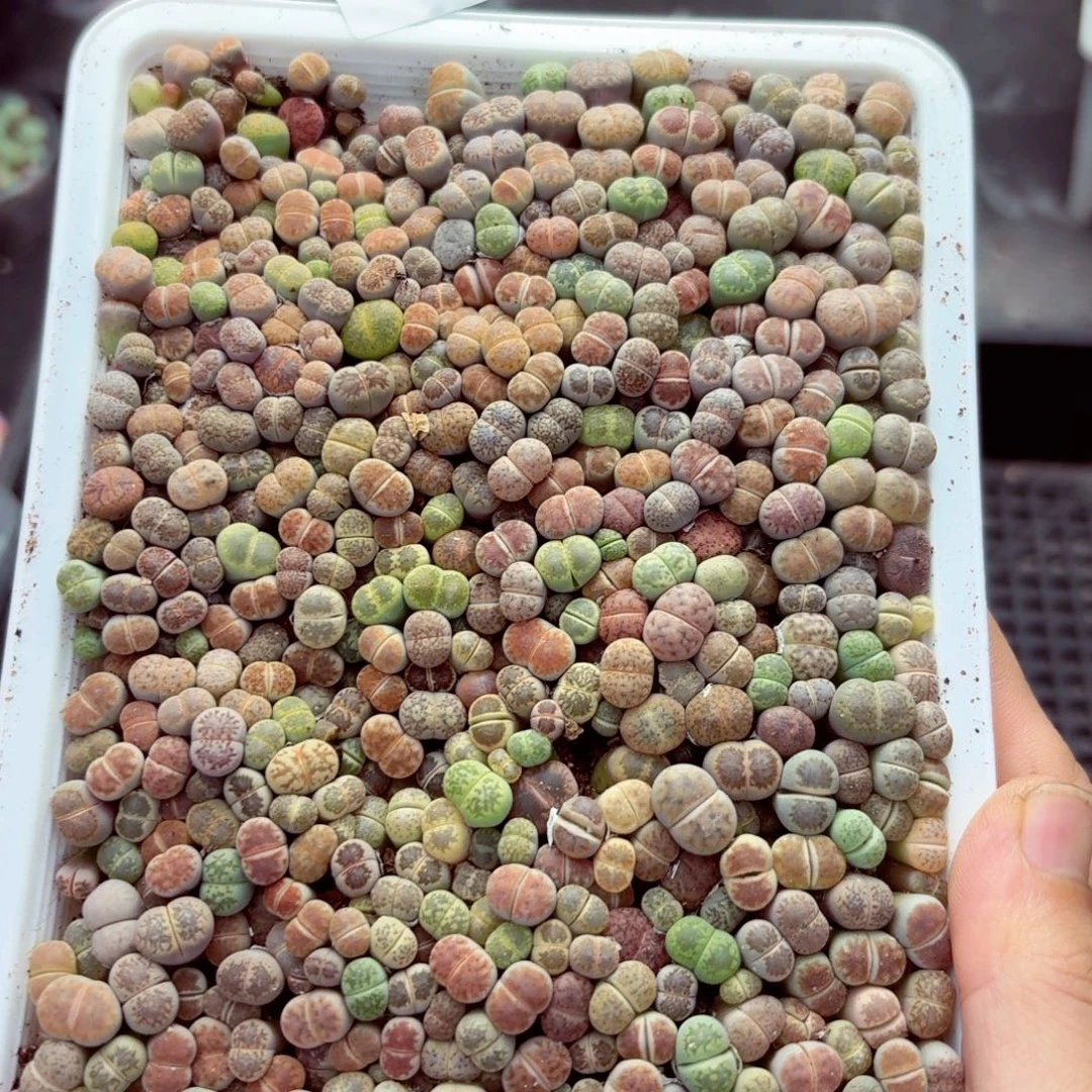 6635–生石花 生石花