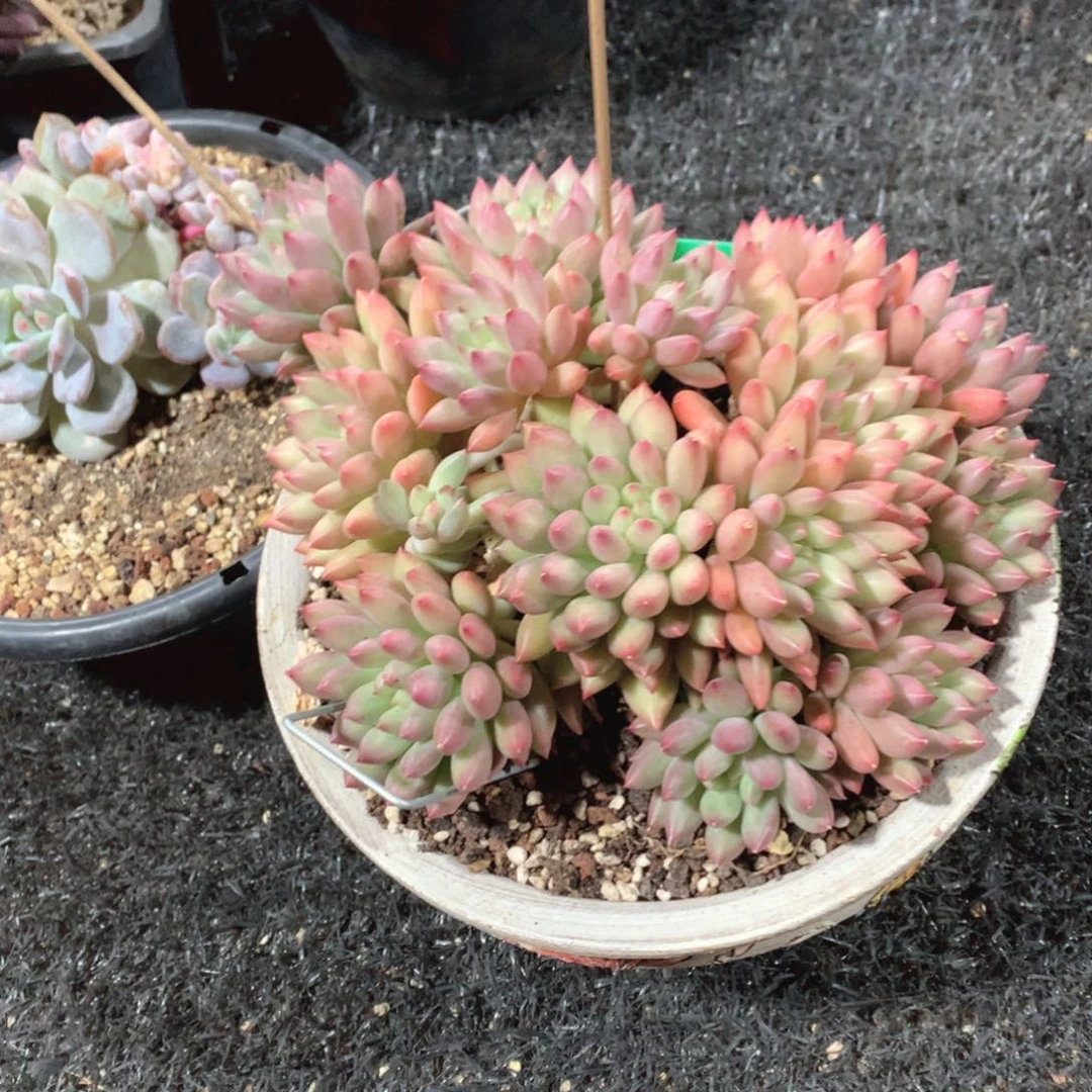 多肉植物需把报告