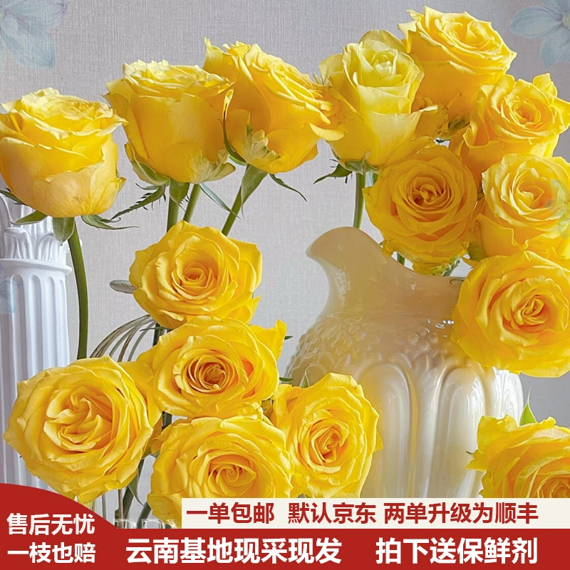【1单包邮再送保鲜剂】金枝玉叶单头高品质玫瑰云南昆明基地直发