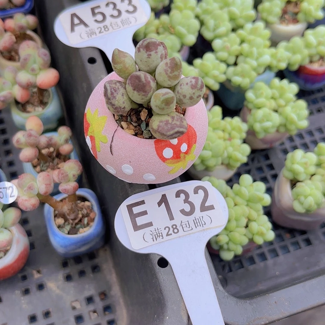 E132鼓吹水泡一物一拍