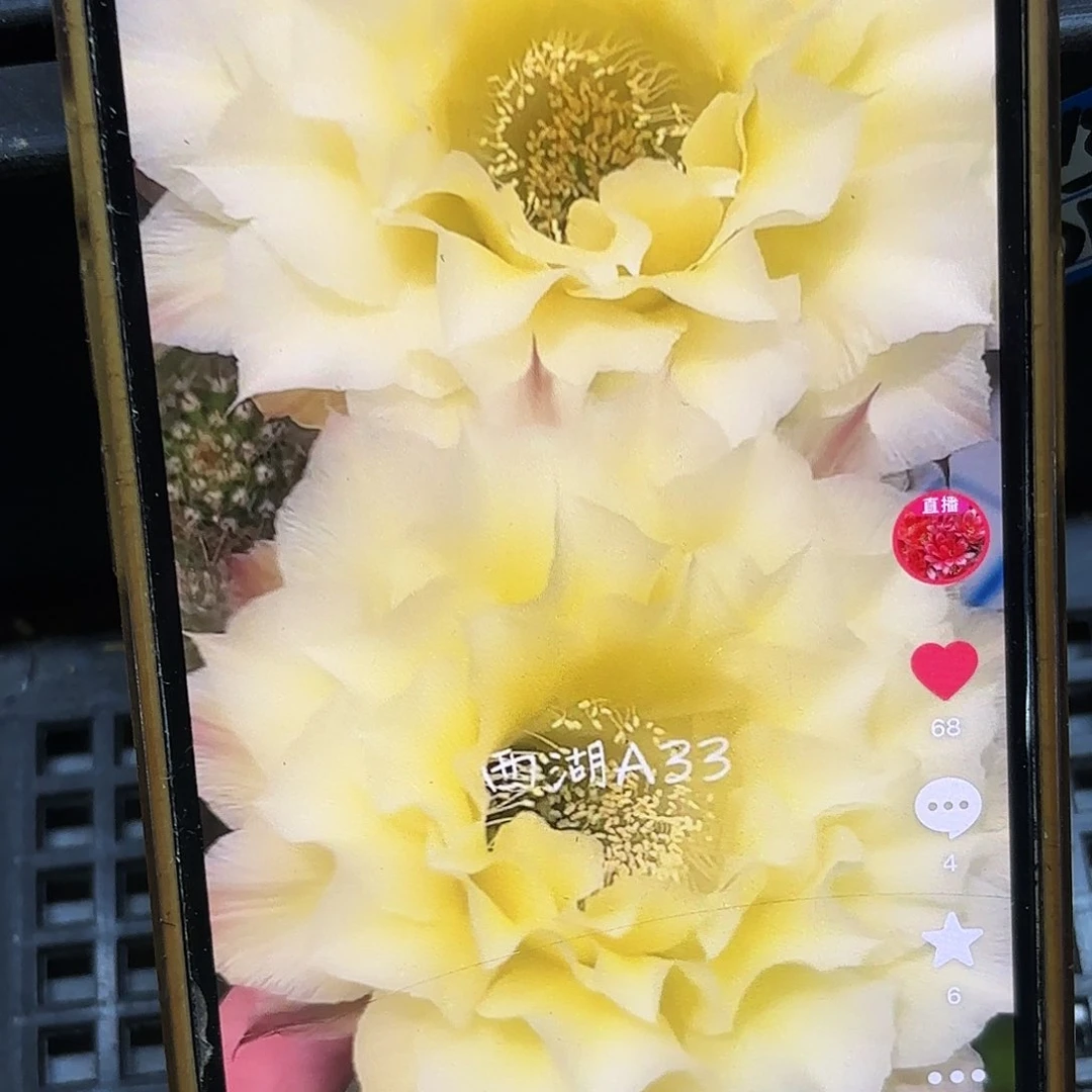 奶酪彩侧牙20包邮仙人球4公分左右4.