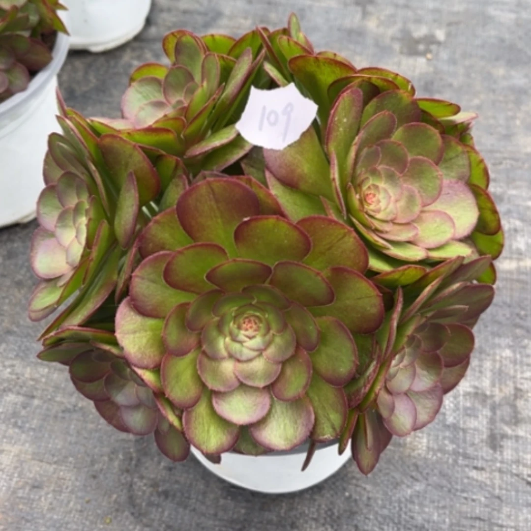 【闪购商品】109莎啦碗多肉法师