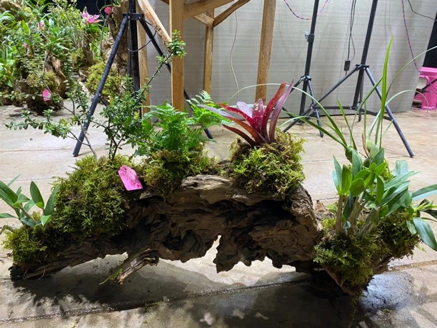 云南天然风化木室内造景一物一拍