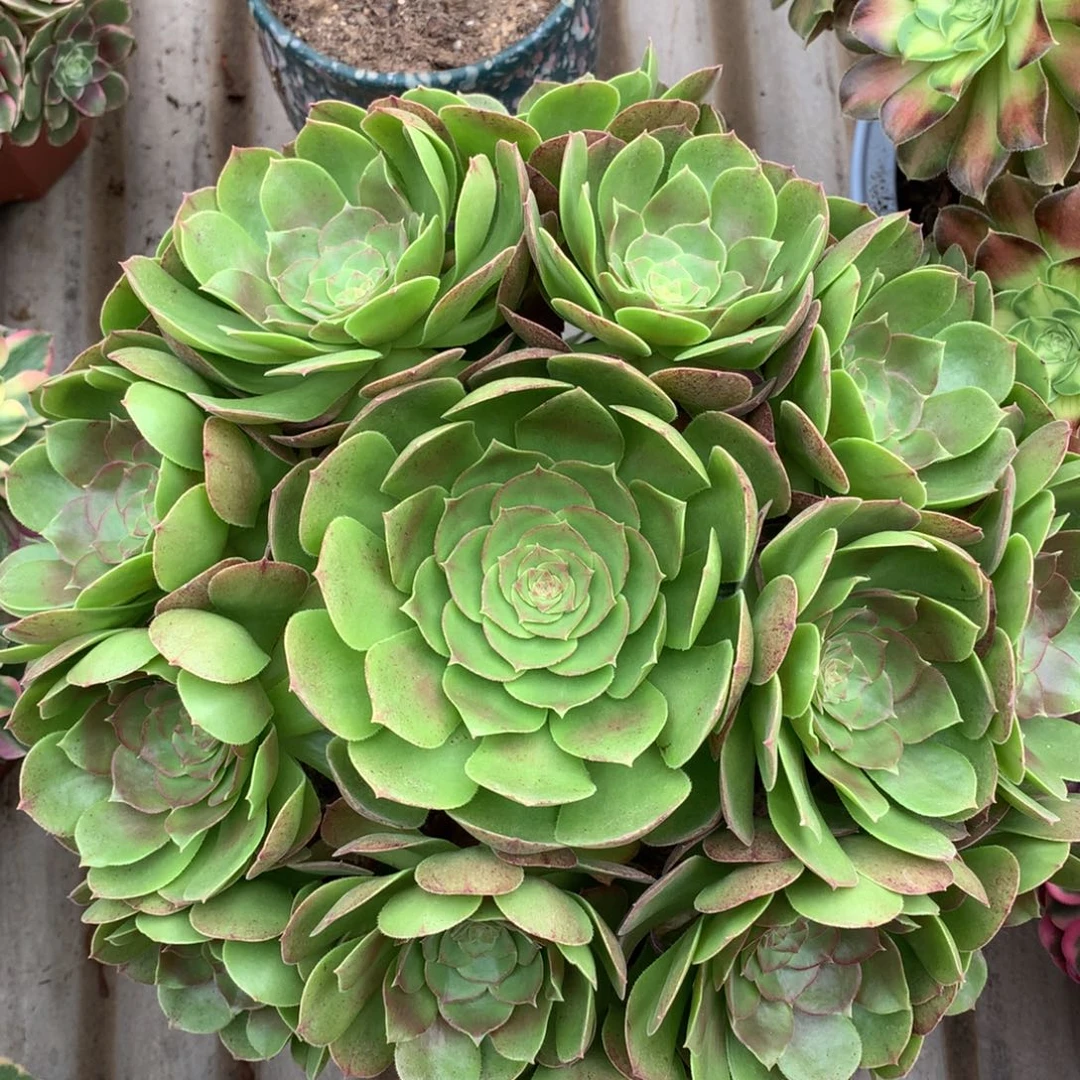 沙拉碗，多肉植物的