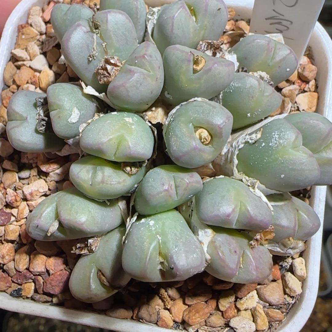 多肉植物冉空大群母本24号