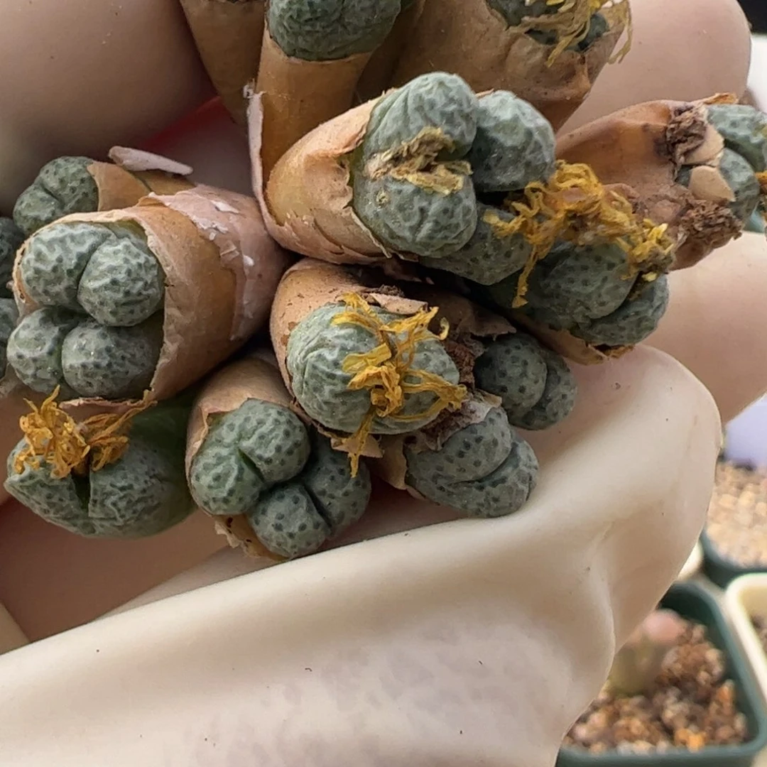 963 好看的多肉冲冲冲