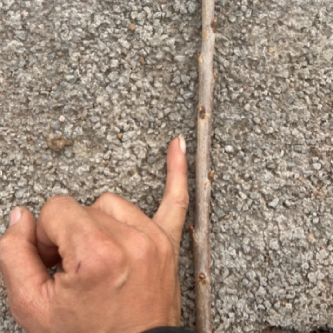 斯凯拉雷0.8公分小树苗了筷子头粗度【3棵】