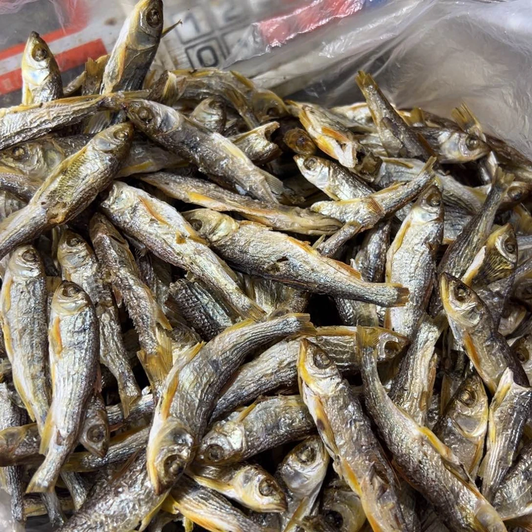 中国大陆小马口一斤