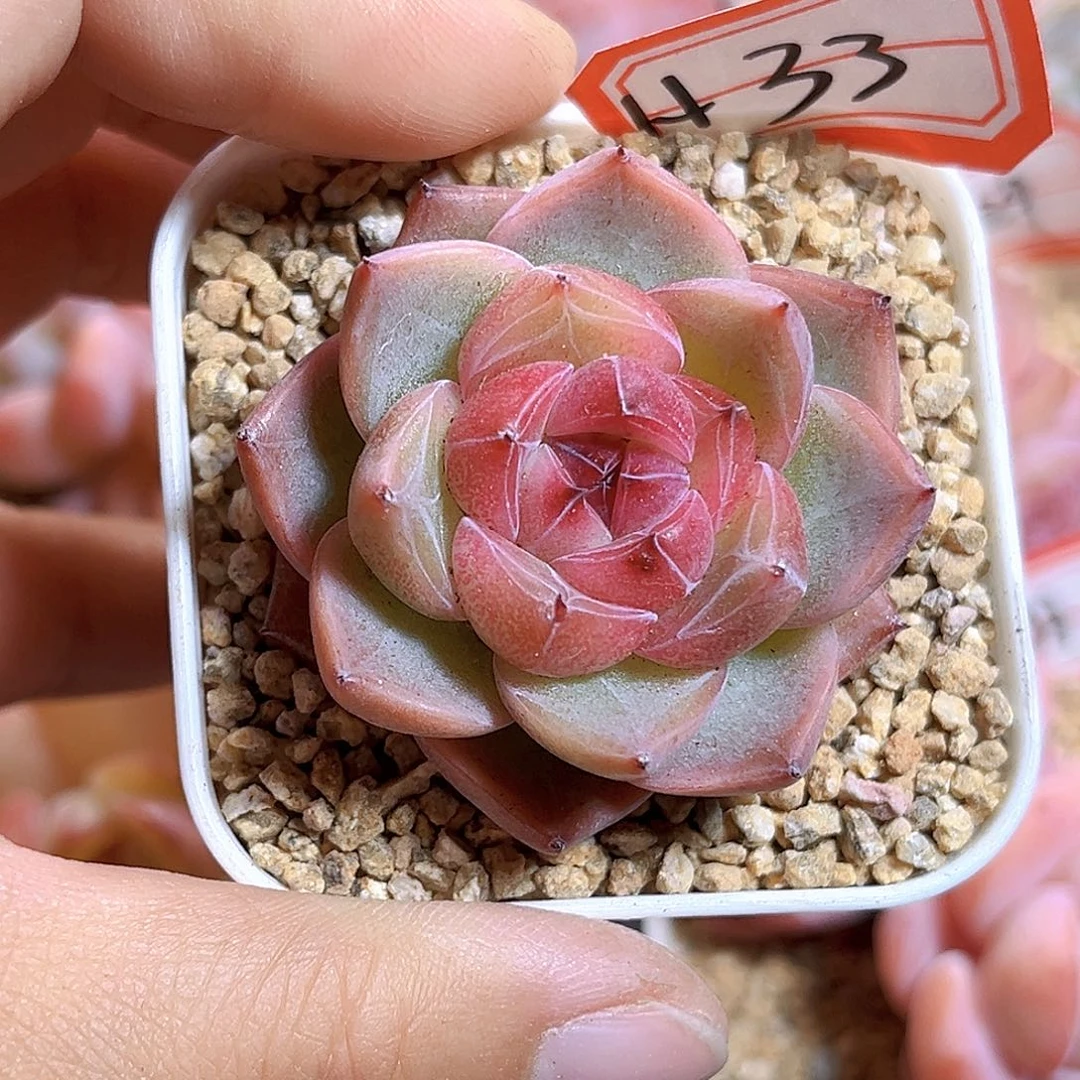 H33  新品珍妮满18包邮