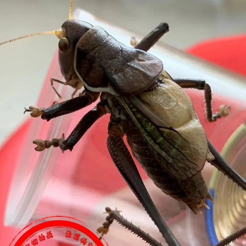 徐国强铁皮蝈蝈大包蓝脸大宽膀铁皮蝈蝈鸣虫包邮到货宝活