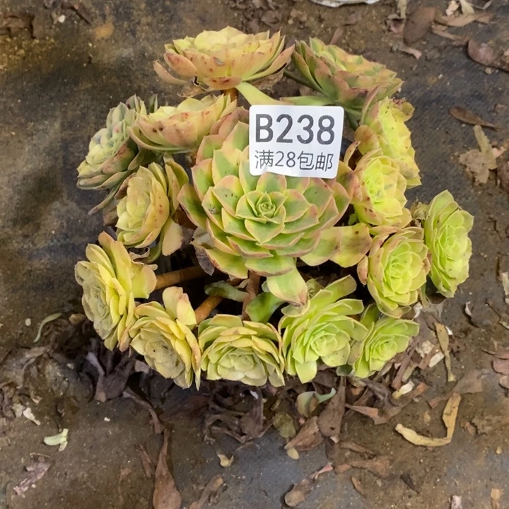 品***蔬雨荷多肉断头不包238