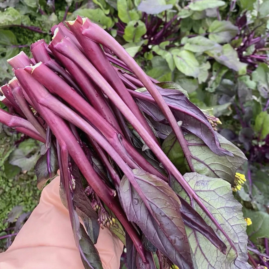 【红菜苔】湖南湘西高山红菜苔 现摘现发清甜脆嫩