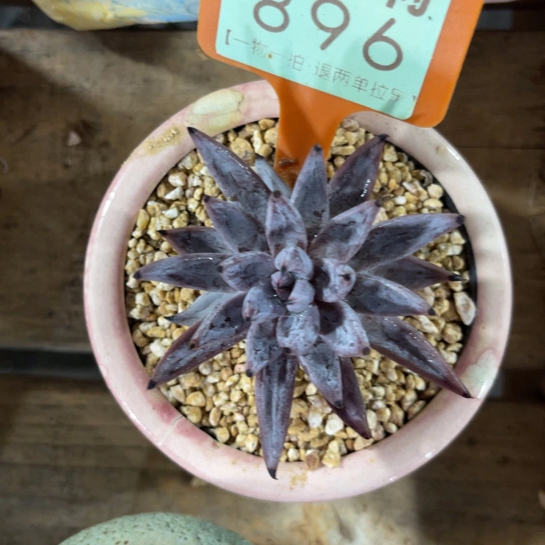 云尘多肉一物一拍不含盆896