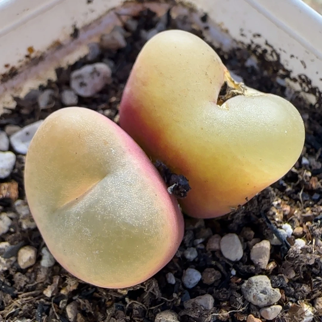 双头毛多肉植物百科