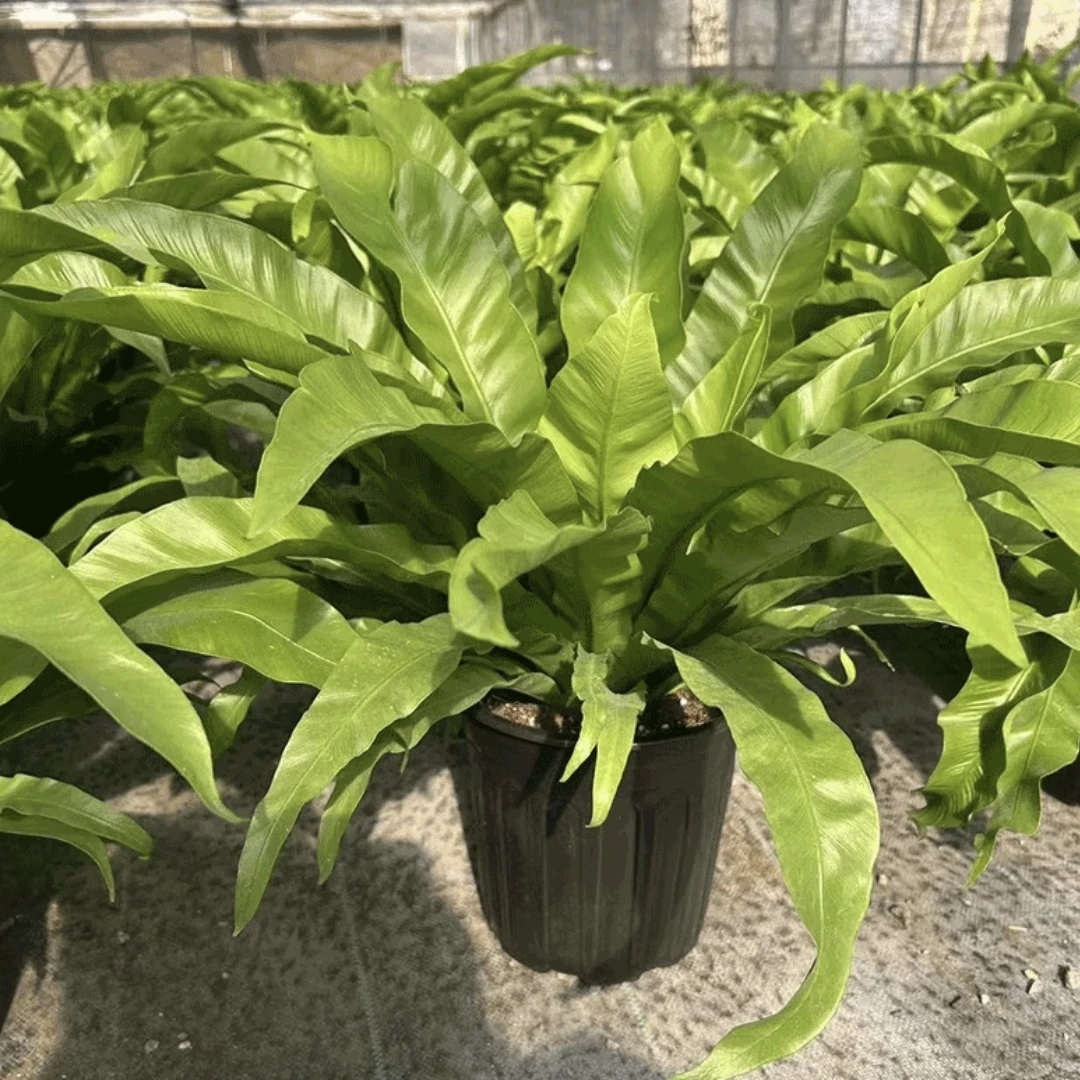 大盆展叶鸟巢蕨盆栽水土培绿植好养净化空气观叶绿植