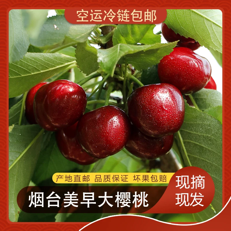 正宗烟台福山张格庄镇樱桃美早特级果产地直邮冷链发货