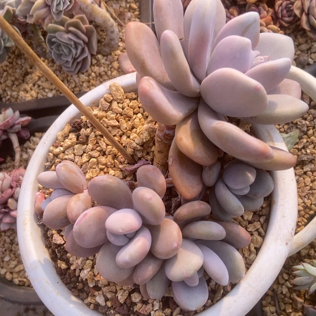 粉兔多头的人多肉多肉