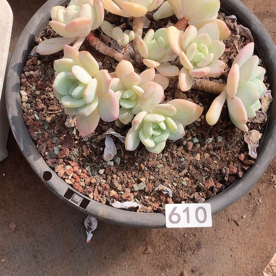 610冷香 一物一拍多肉