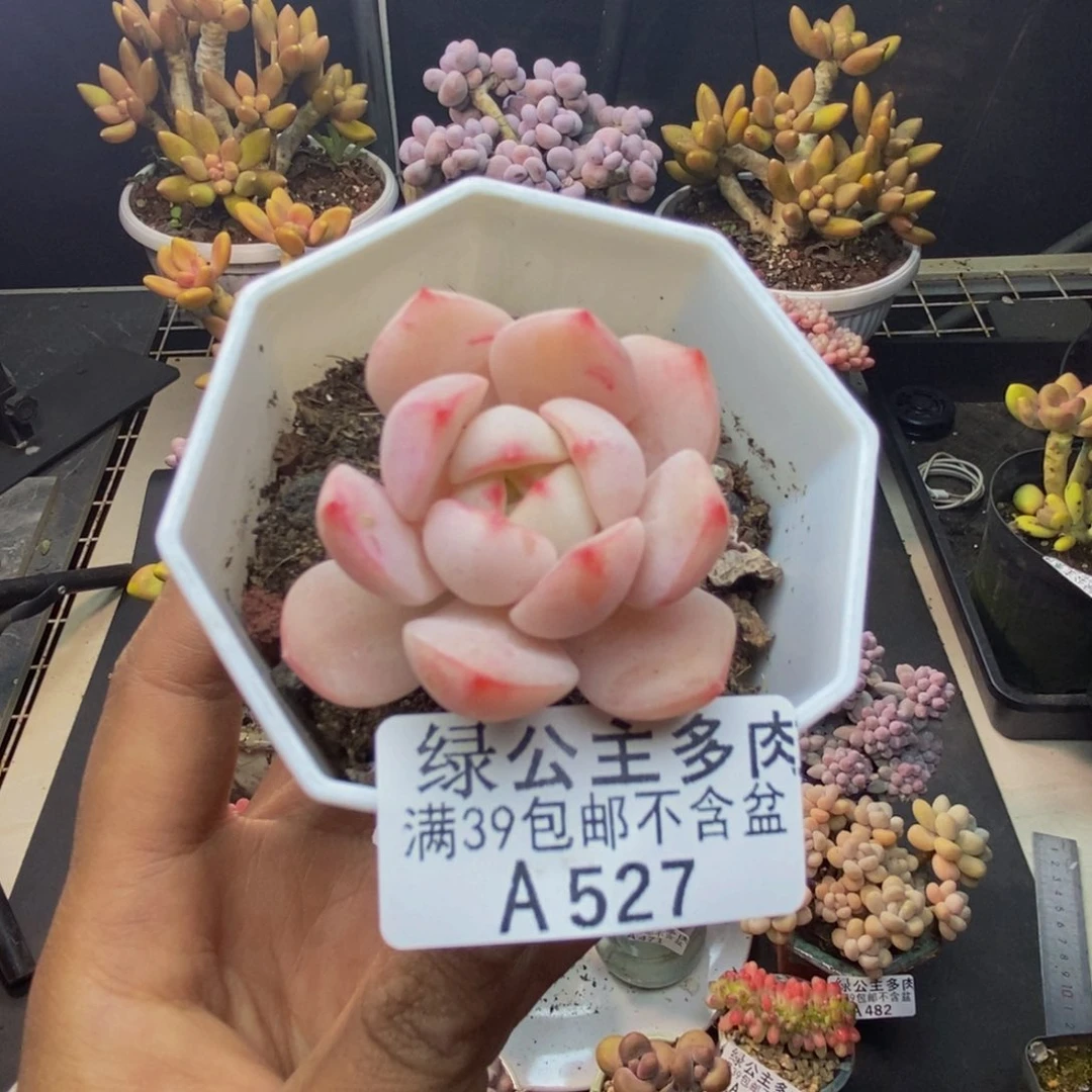 527丸叶香草多肉4c m