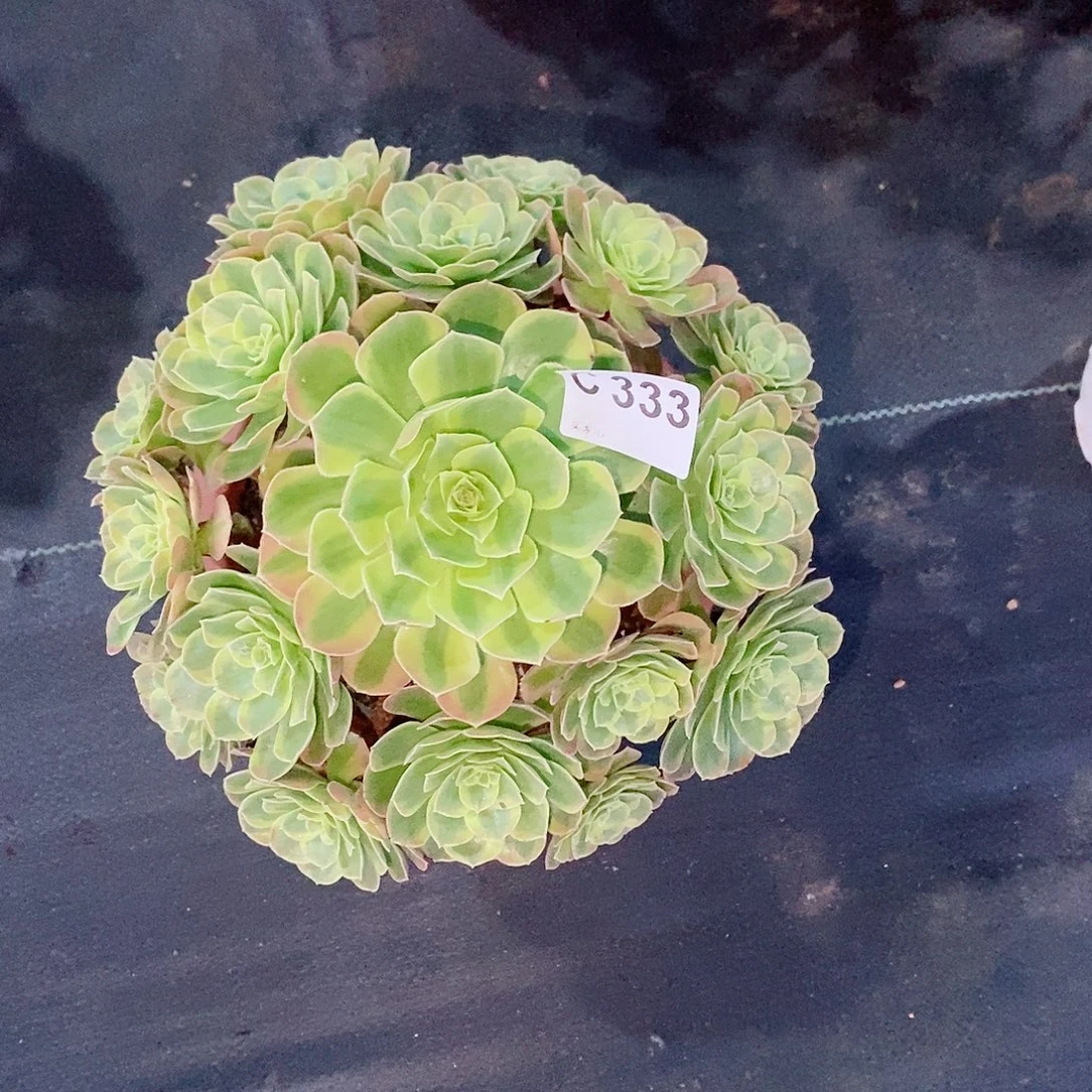 奶白333炖肉111111