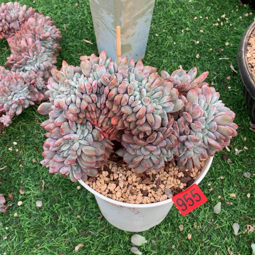 955橙子缀多肉植物