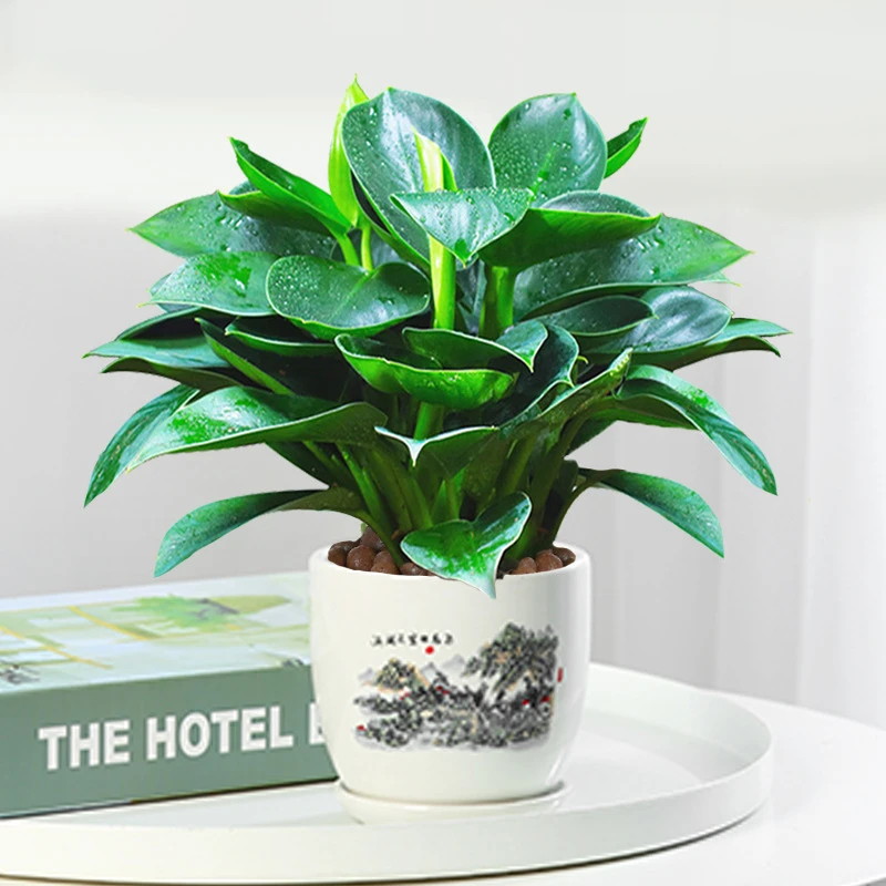盆栽金钻绿公主水培办公室绿植物除甲醛招财室内花卉桌面净化空气