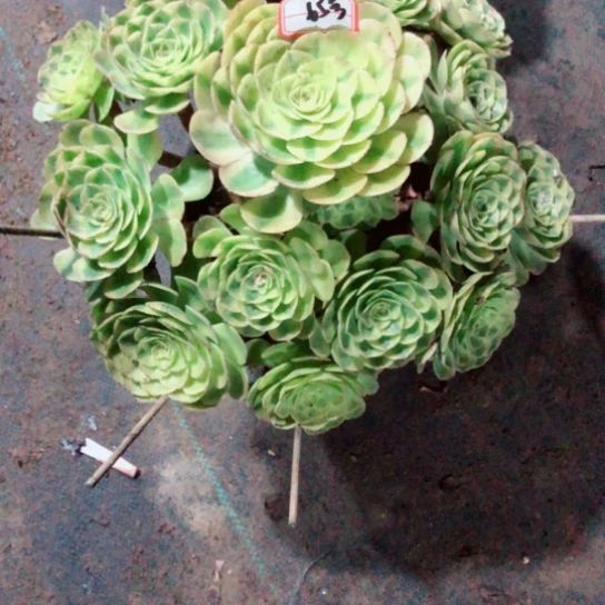 晚***。无花朵雨荷法师多肉植物65号