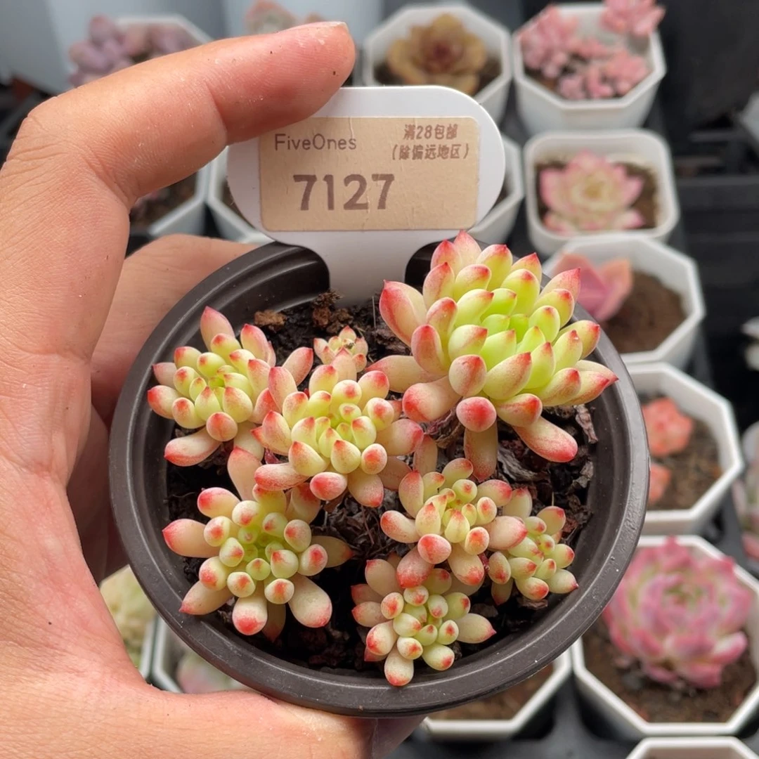 烟花7127-8.0厘米