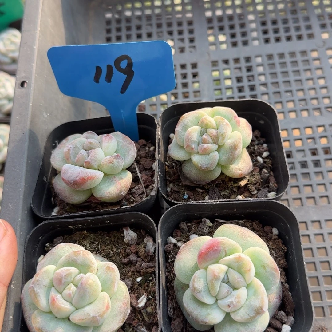 119哈哈哈哈哈哈哈哈