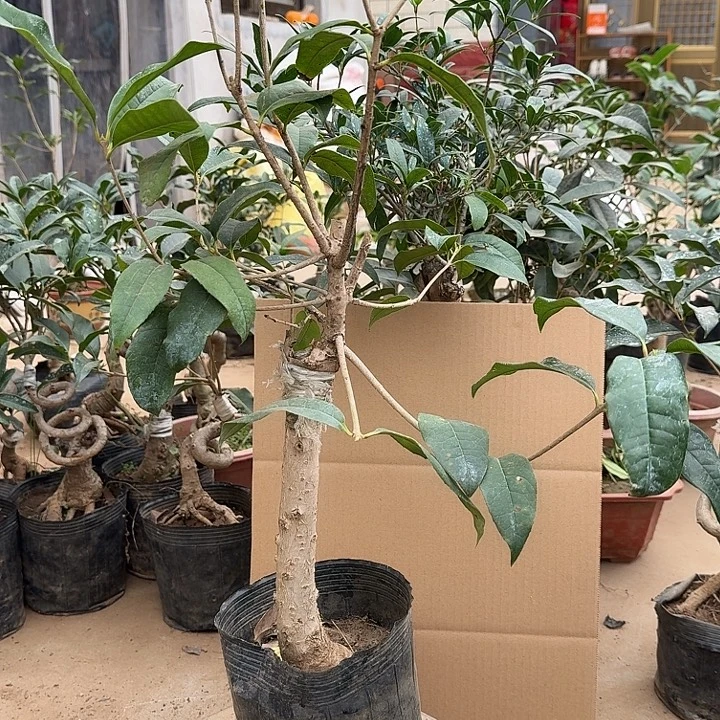 无花朵桂花开始开花了